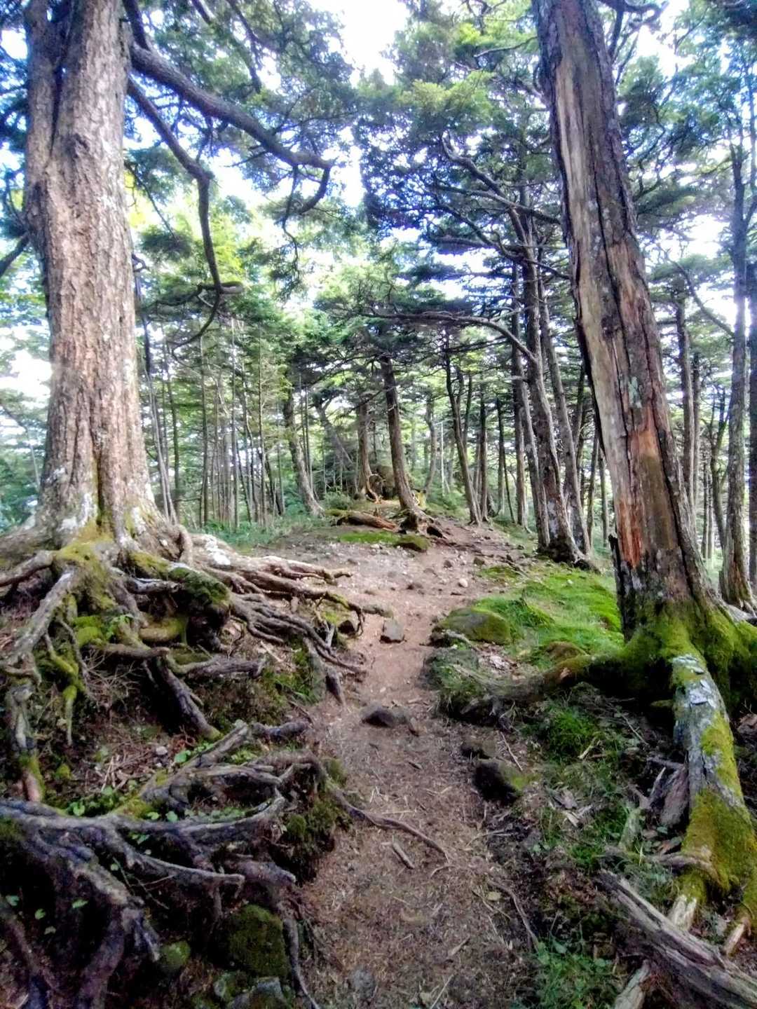 アルコールが抜け始めると涼気が有り難い米栂の広場🌲　ここで小休止😇