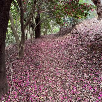 ピンクの絨毯🩷