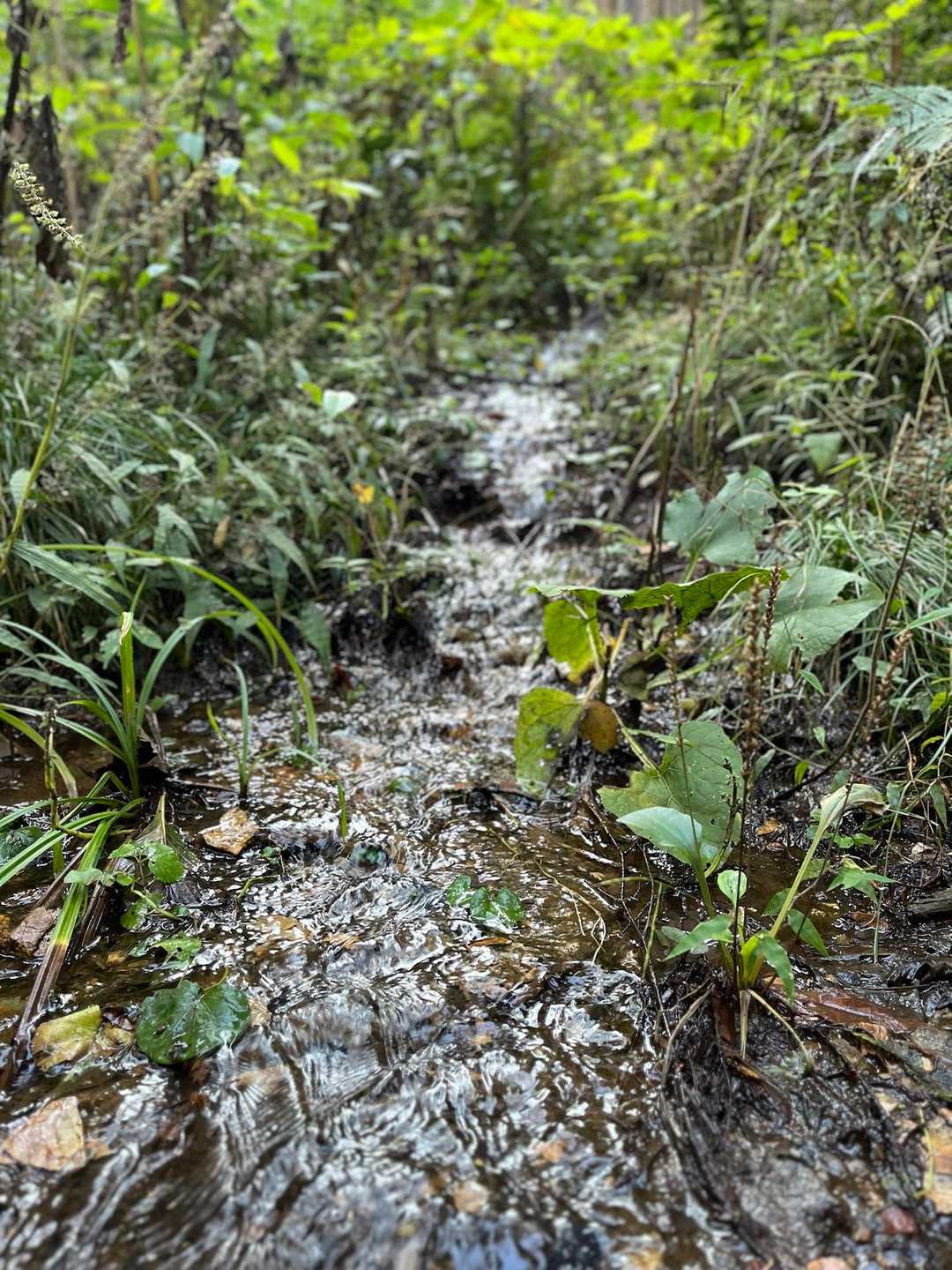 大川戸登山口-雨巻山 往復コースの写真