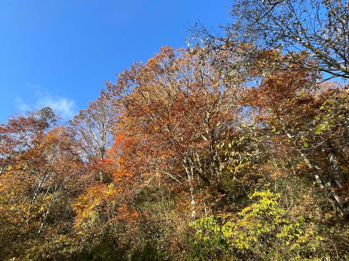 風が木の葉🍂を振るってました。静かな界隈にそんな音🎶が響いてました。日々の喧騒とはエラい違いです😊