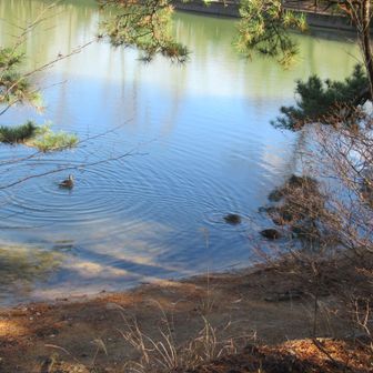 カモも輪を描いて