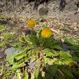ポンポンのようなタンポボ