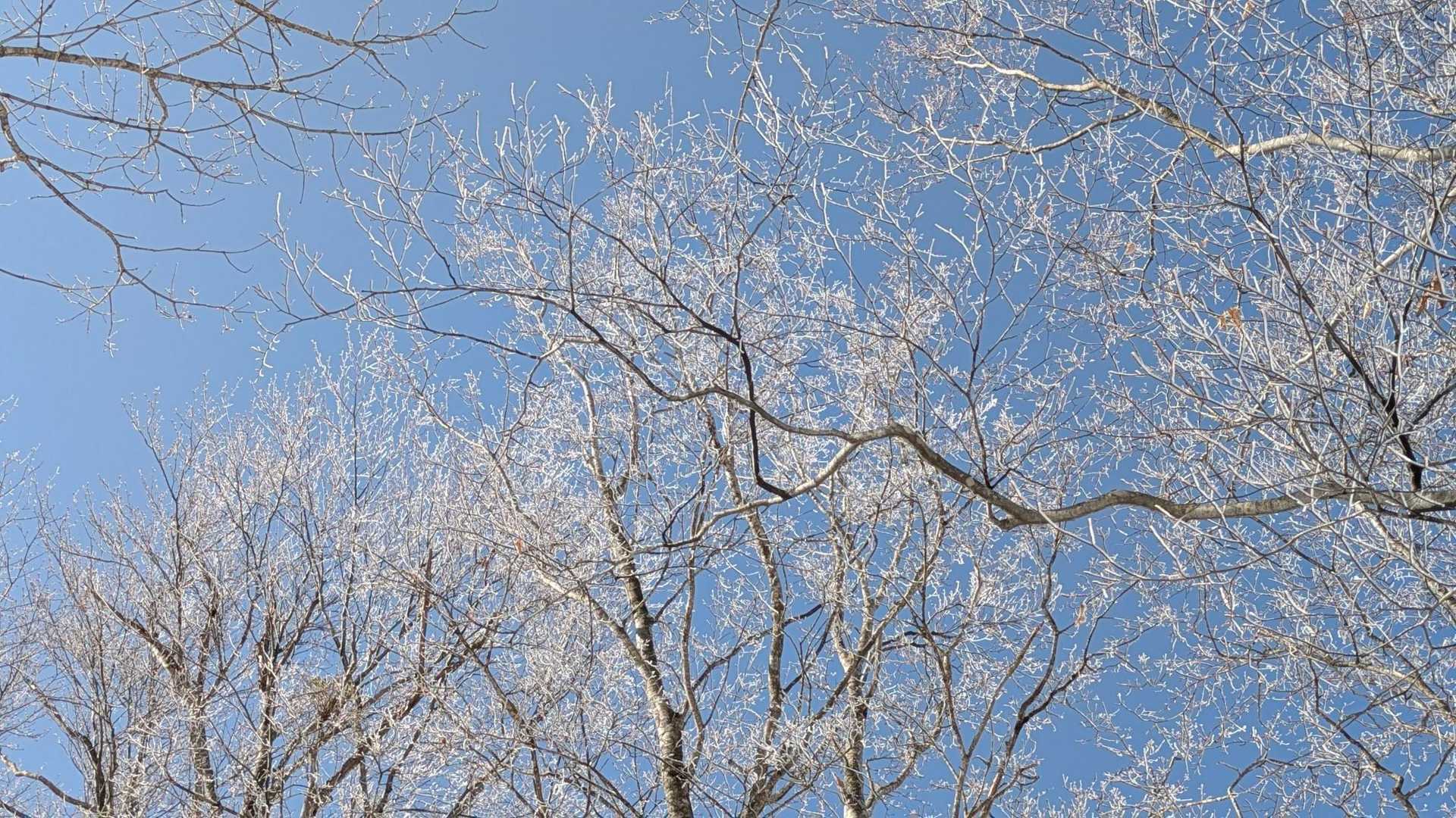今年、最後の霧氷かな