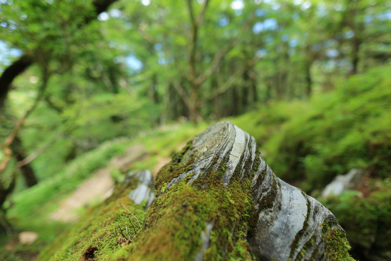普段特に気にすることもなく素通りしている石も、立ち止まって見ればいろんな模様があって面白いです。