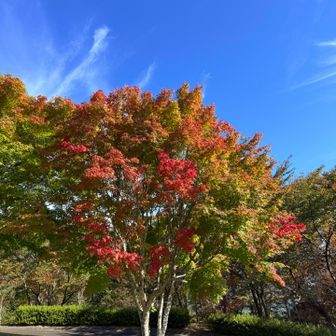 紅葉も綺麗