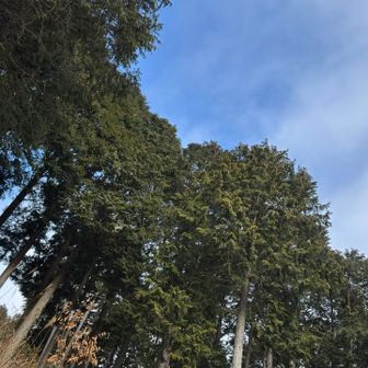 登り始めは曇っていましたが、少し青空が見えてきました♪