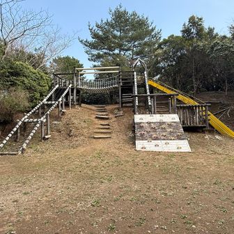 登山道は、この階段を登ってくー
