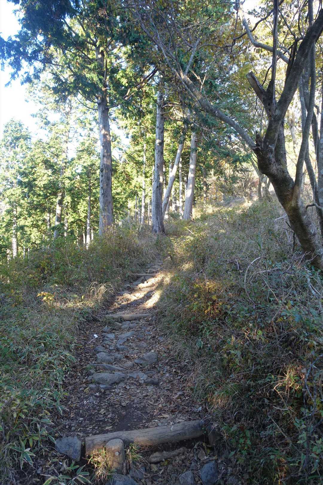 ヤビツ峠-岳ノ台-菩提峠-三ノ塔 周回コースの写真