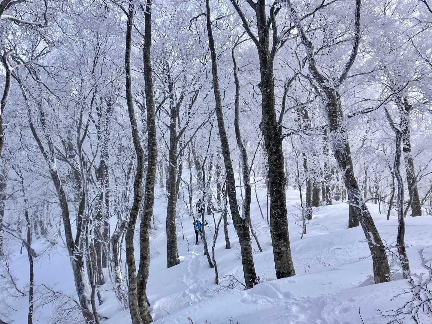 吹雪いてきました。

