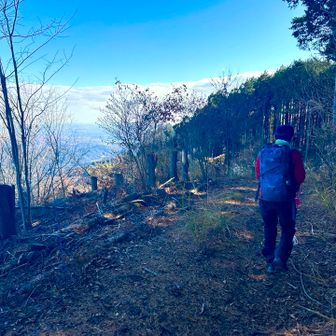 反対側は伐採されて、明るい！