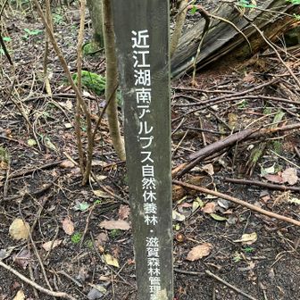 ここも湖南アルプスの一部みたい