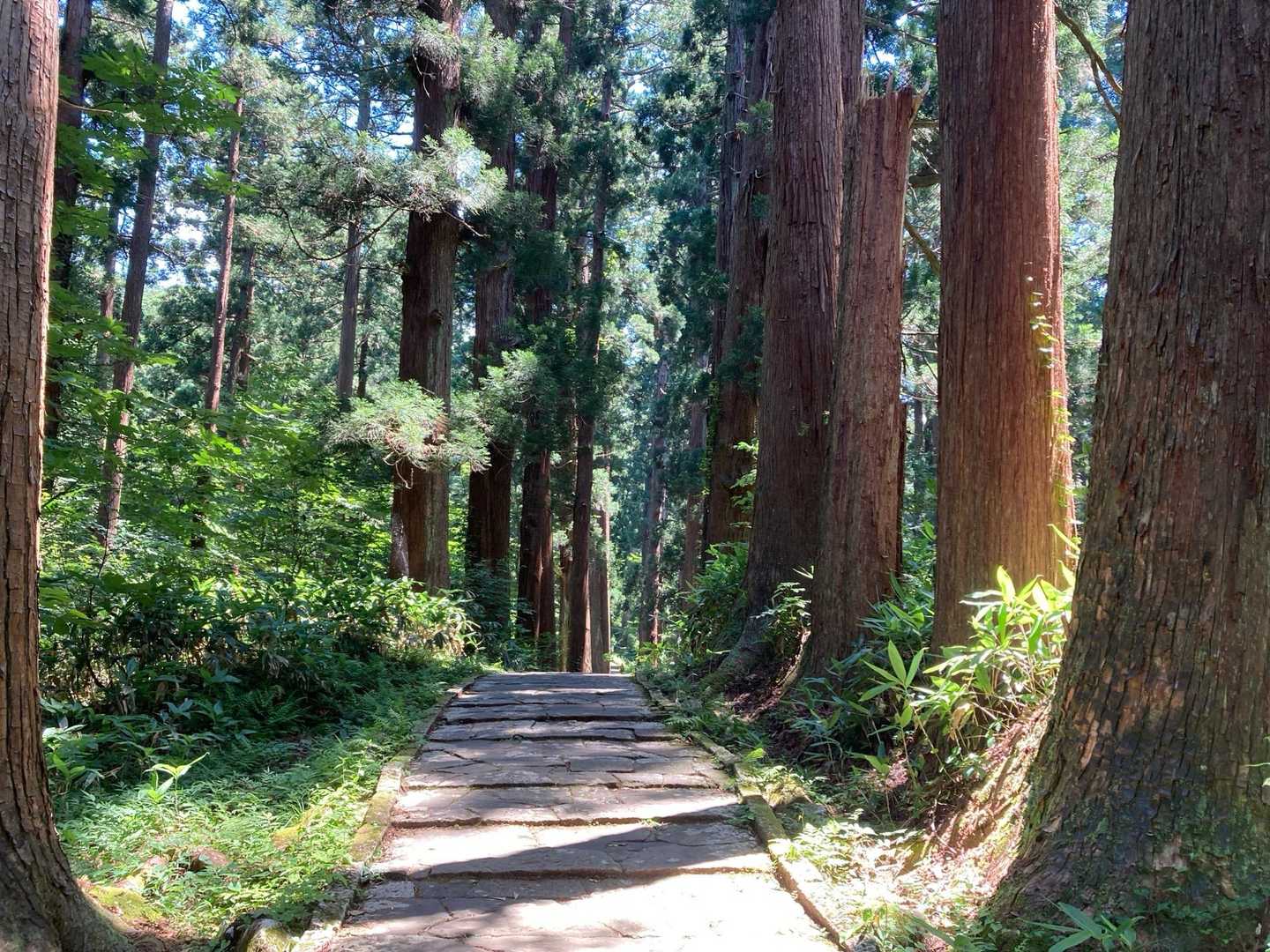 羽黒山 往復コースの写真