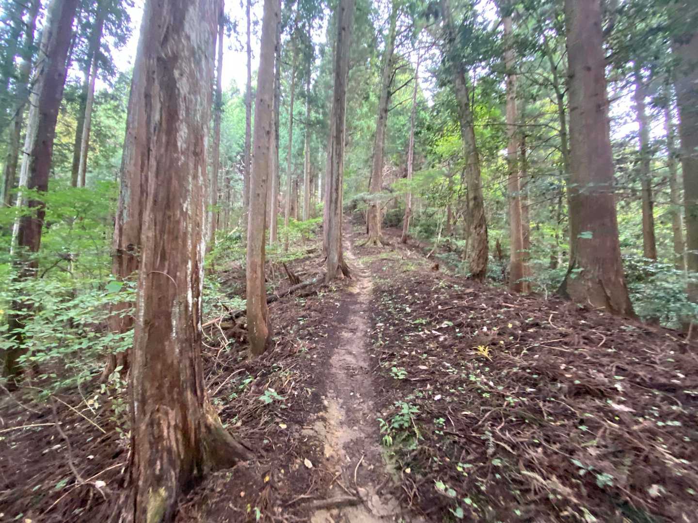 吉野ヶ岳 往復コースの写真