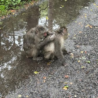 猿たくさんいました。