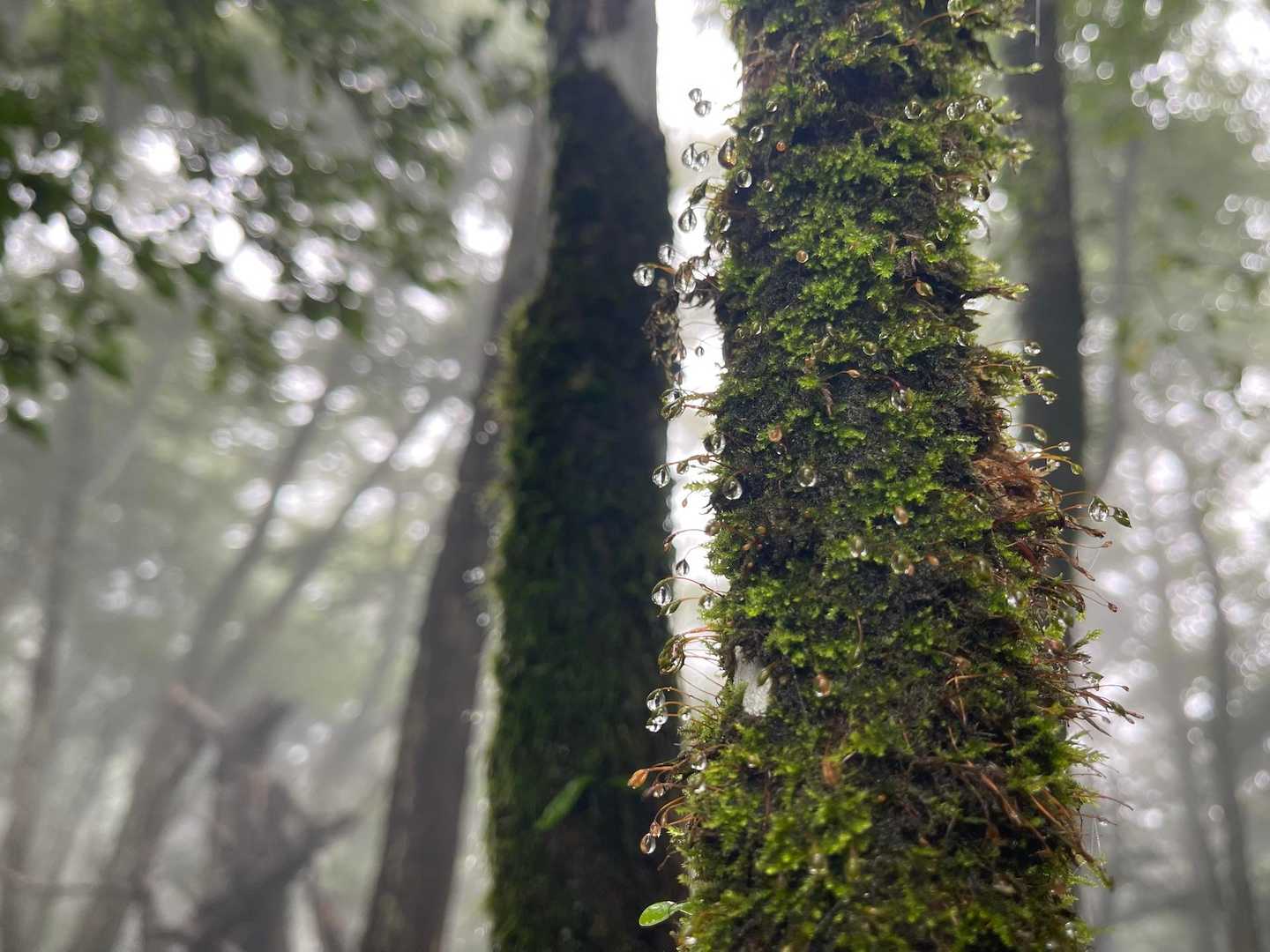 水滴が綺麗だったので