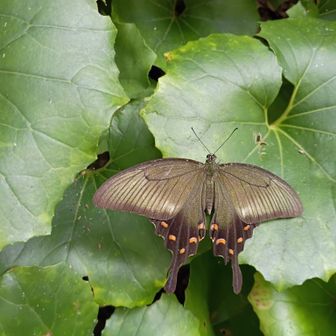 カラスアゲハ