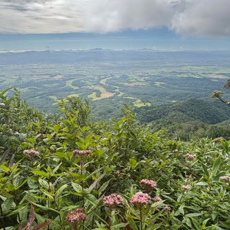 ヨツバヒヨドリと浦臼町