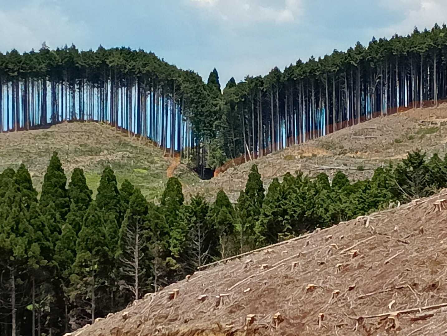 奥の方、モヒカンで残っている。面白い光景！境界線がわかるように残すそうです。