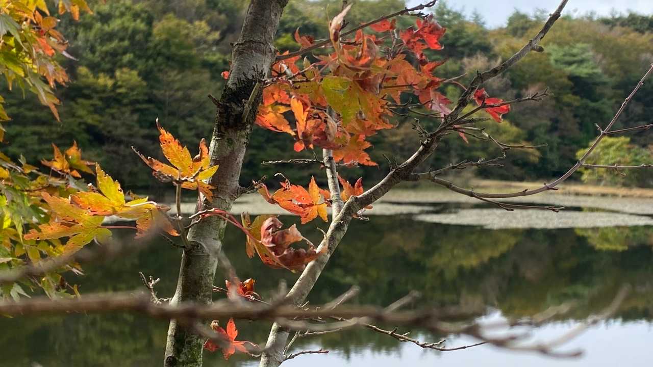 一部は紅葉してます