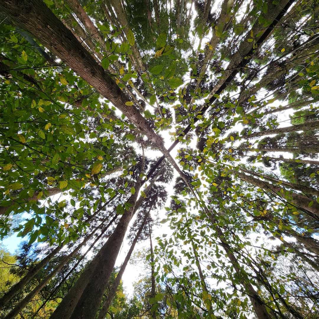 クロスしてる見たーい🌲✘🌲