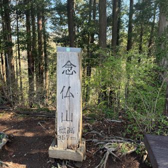 念仏山山頂。ここから先の道を間違えて林道に出てしまう。ここまで戻って先に進み直す😭