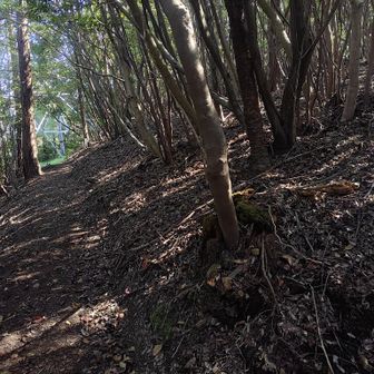 西峰から進む方向を間違えて全部道に見える病に罹って少々迷走。
鉄塔に戻ればよかったんや