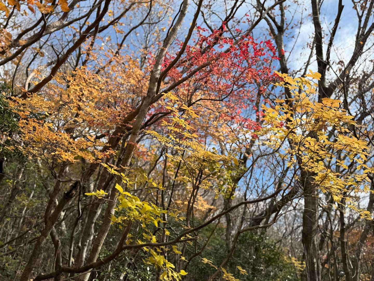 高塚山-大滝根山 周回コースの写真