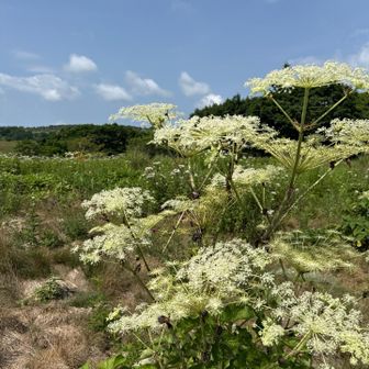 お花🌼