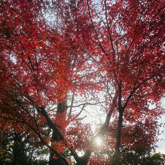 神社境内のモミジ⛩️