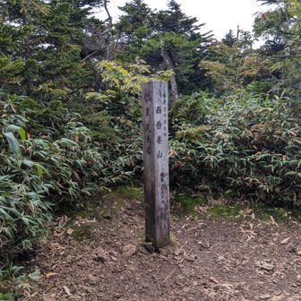 樹林帯の狭い道をかき分けて歩いてるといきなり西吾妻山山頂。
フラットな道の途中で全く山頂感無しですが、とにかく登頂✨️
標高2,035m、日本百名山47座目。