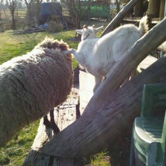 イベリコちゃん