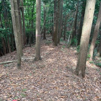 ほとんど歩かれていない尾根を進みます
しばらくは安定した尾根道が続きます