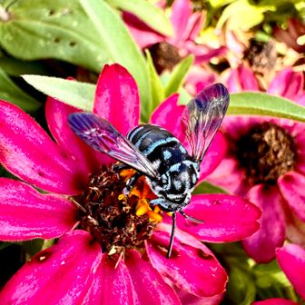
キタァ〜〜〜😍

ブルービー🐝💨
正式名称はルリモンハナバチ✨

労働寄生…
育児は他人(蜂)任せ😅
鳥で例えると『カッコウ』のように
他の蜂の巣に 卵を産みつけ
育ててもらうズボラさん🤭

『幸せを運ぶ青いハチ🐝』
…って、聞くけど
ズボラっぷり知ったら
イメージ崩壊するよねっ🤣
