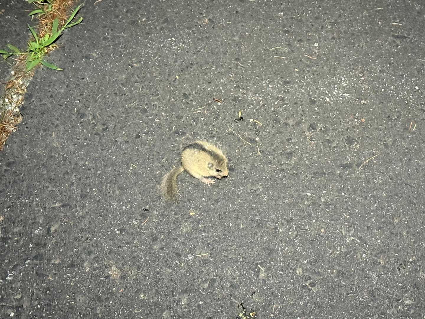 ふと見ると、リスがいました🐿️