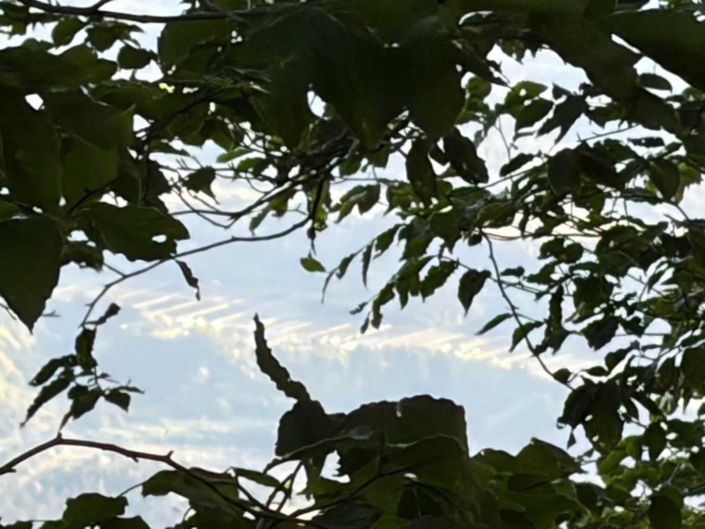 木の間から我が家の田んぼ見えた✨