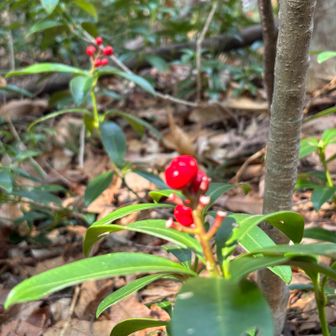 うわぁ😍　赤い身が　　何やろ？