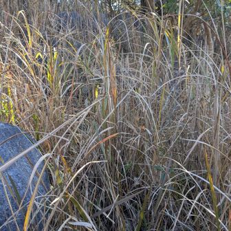 頂上から仲間の声が🎶