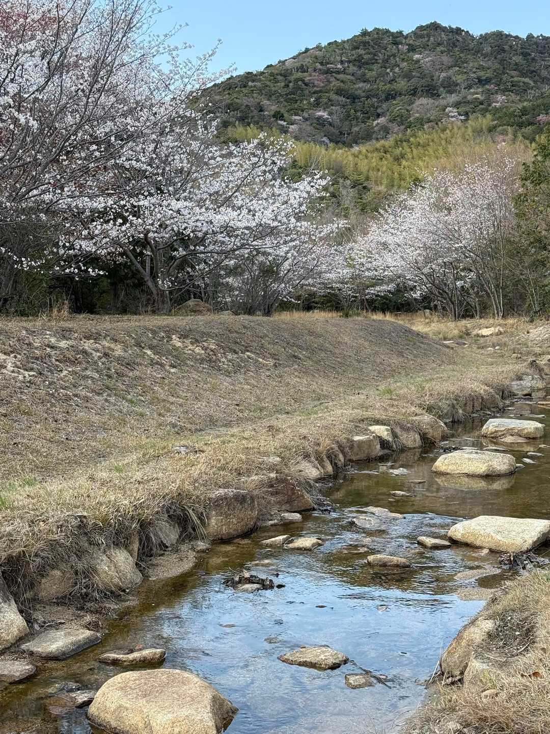 山桜は終わりだけど、下ではサクラ🌸満喫できました🥰👍✨