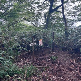 登山道に出て、少し進むとこれが入り口にありました。
