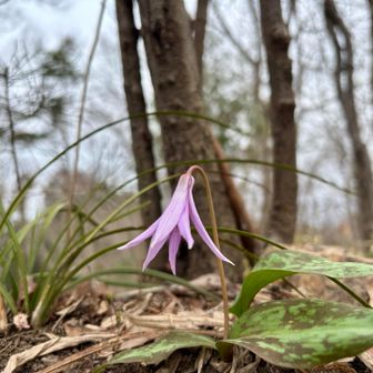山名票の下に一輪のかたくり