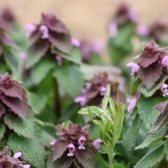ヒメオドリコソウ。かわいらしいと思ったら雑草