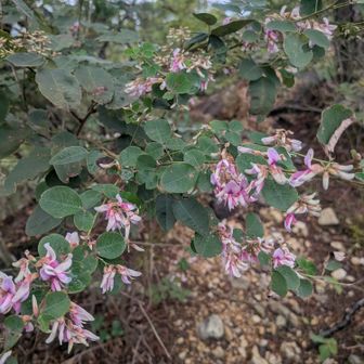 お花が癒し
