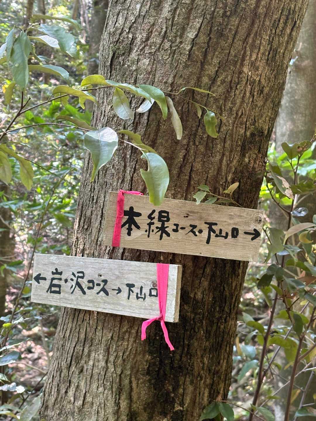 違う景色見ながら下りようと←へ向かいますが、途中から→コースへ合流😄
下山しながら2回もスッテンコロリンします😭
2回目スッテンコロリンの時､手をついて痛かったら、次の日紫色になってました😨
青あざくらいでよかった〜💦