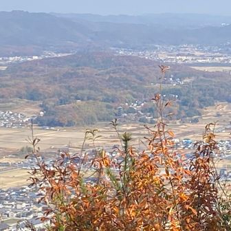 妙見展望台からの国分寺五重塔