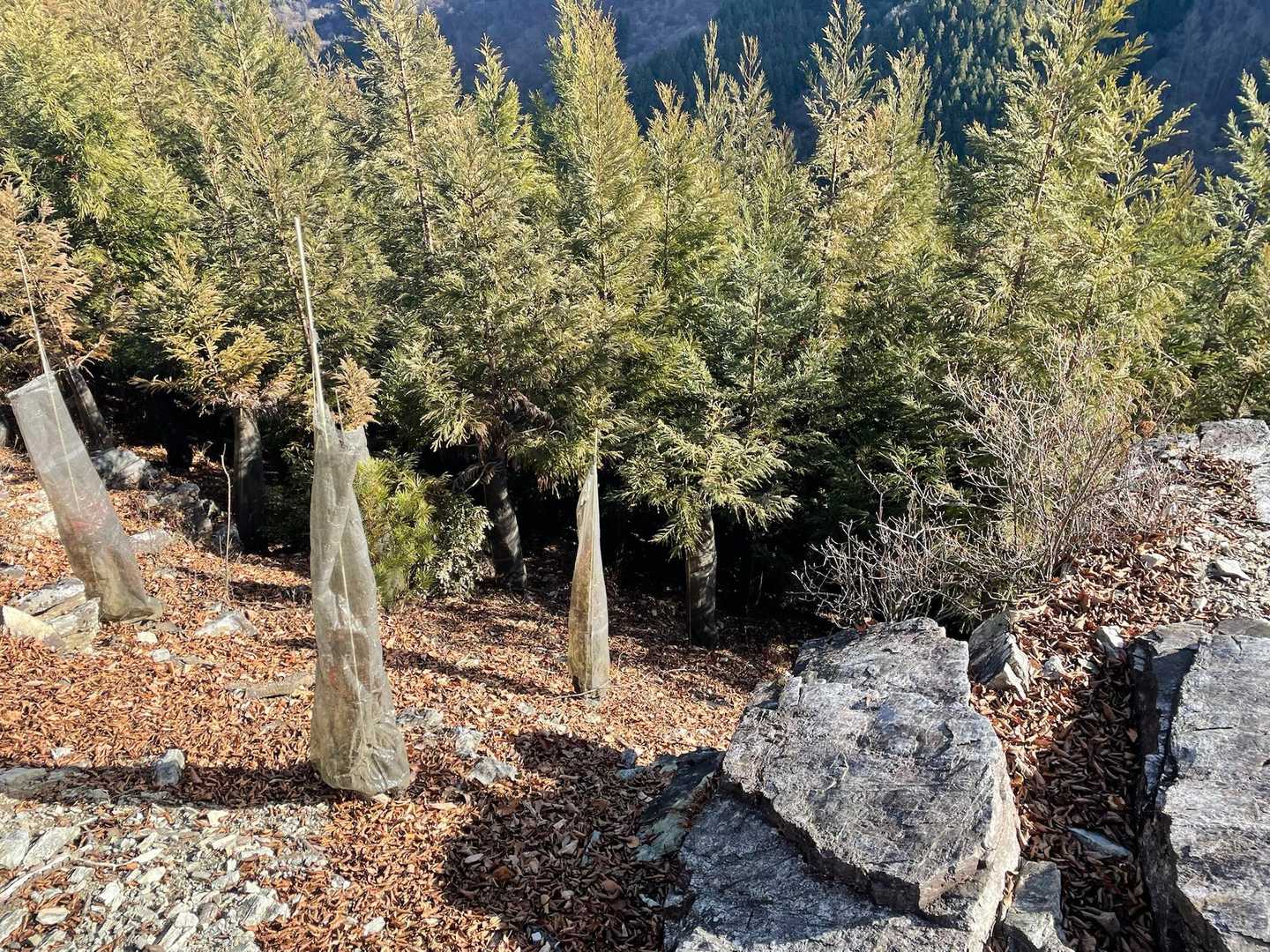 登山道のすぐ隣はエグい角度の斜面ばかり。
どうやって杉の切り出しとかするんでしょう🤔