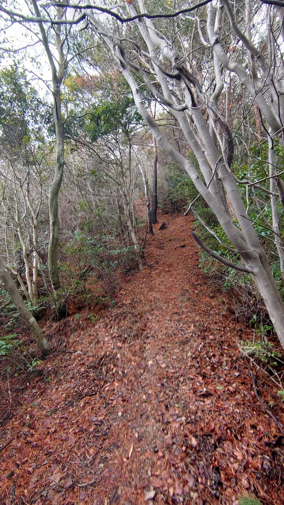 船倉山-高見山 縦走コースの写真