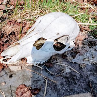 動物博士いわく肉食動物の頭蓋骨らしい💀