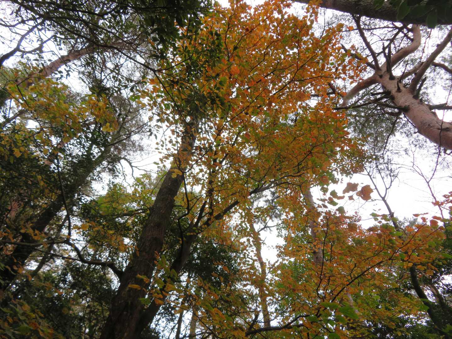 星ヶ城山に向う途中、見上げると所々で、紅葉と黄葉。。。