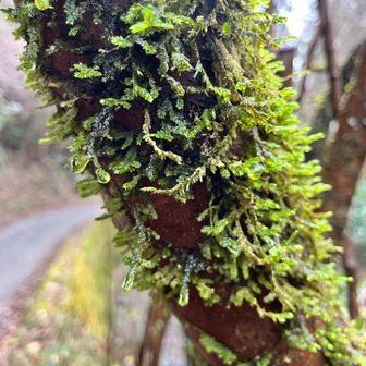 雨上がりで苔がイキイキ