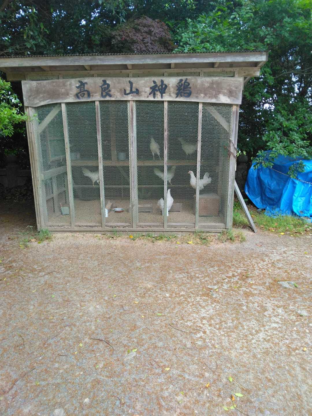 🐔